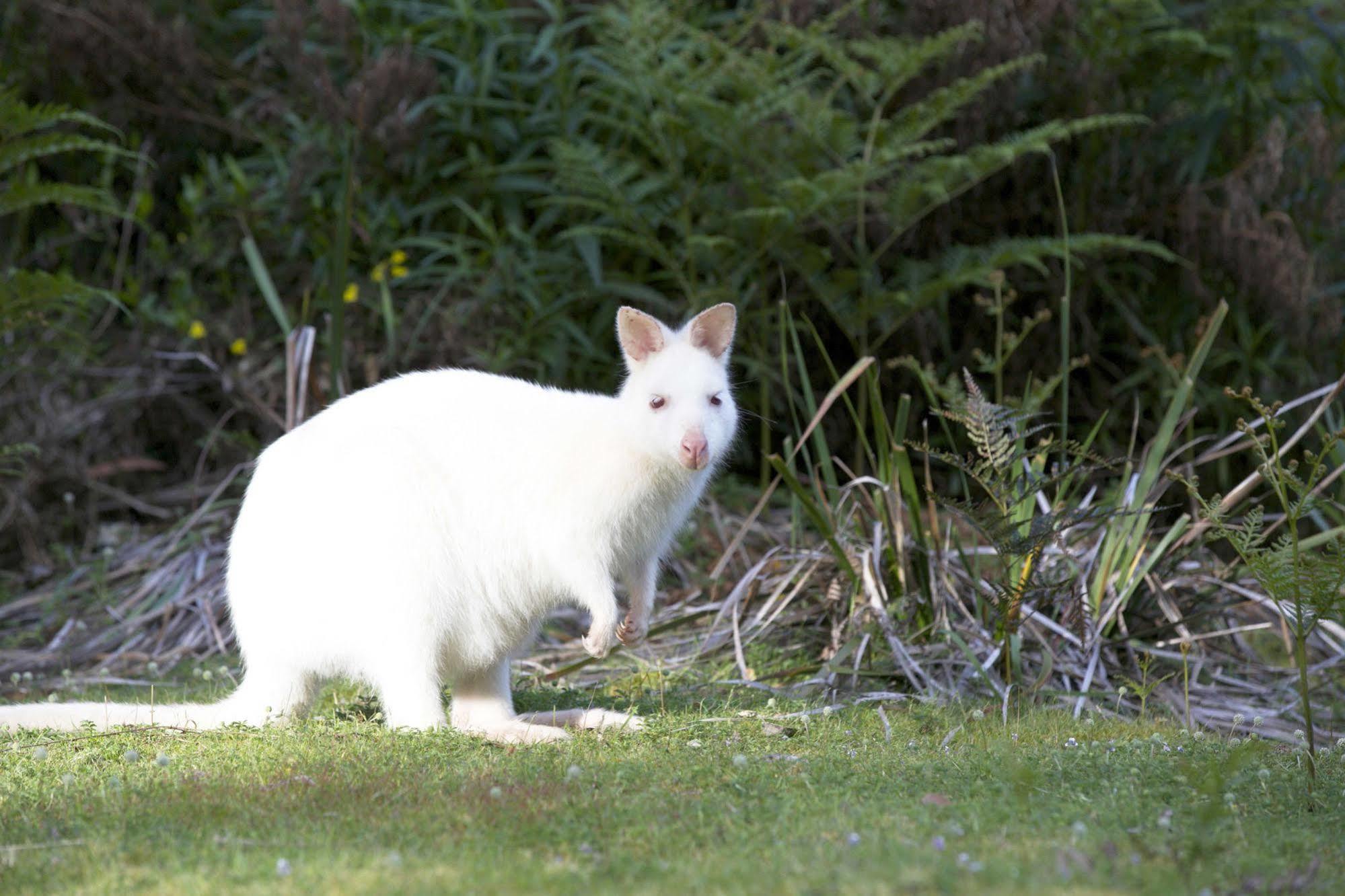 Bruny Island Lodge South Bruny Zewnętrze zdjęcie